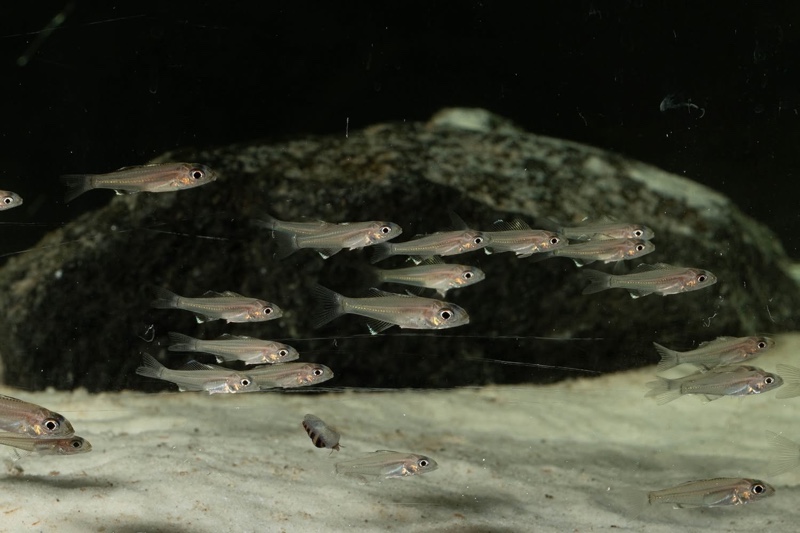 Trematocara marginatum 'Kigoma area'